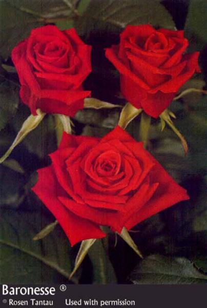une rose pour toi